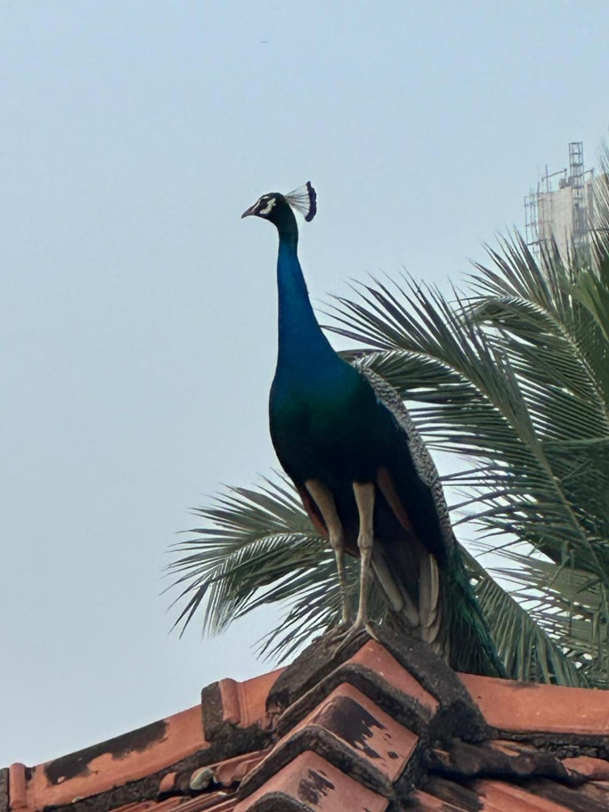 Yolanda Villa Negombo Buitenkant foto